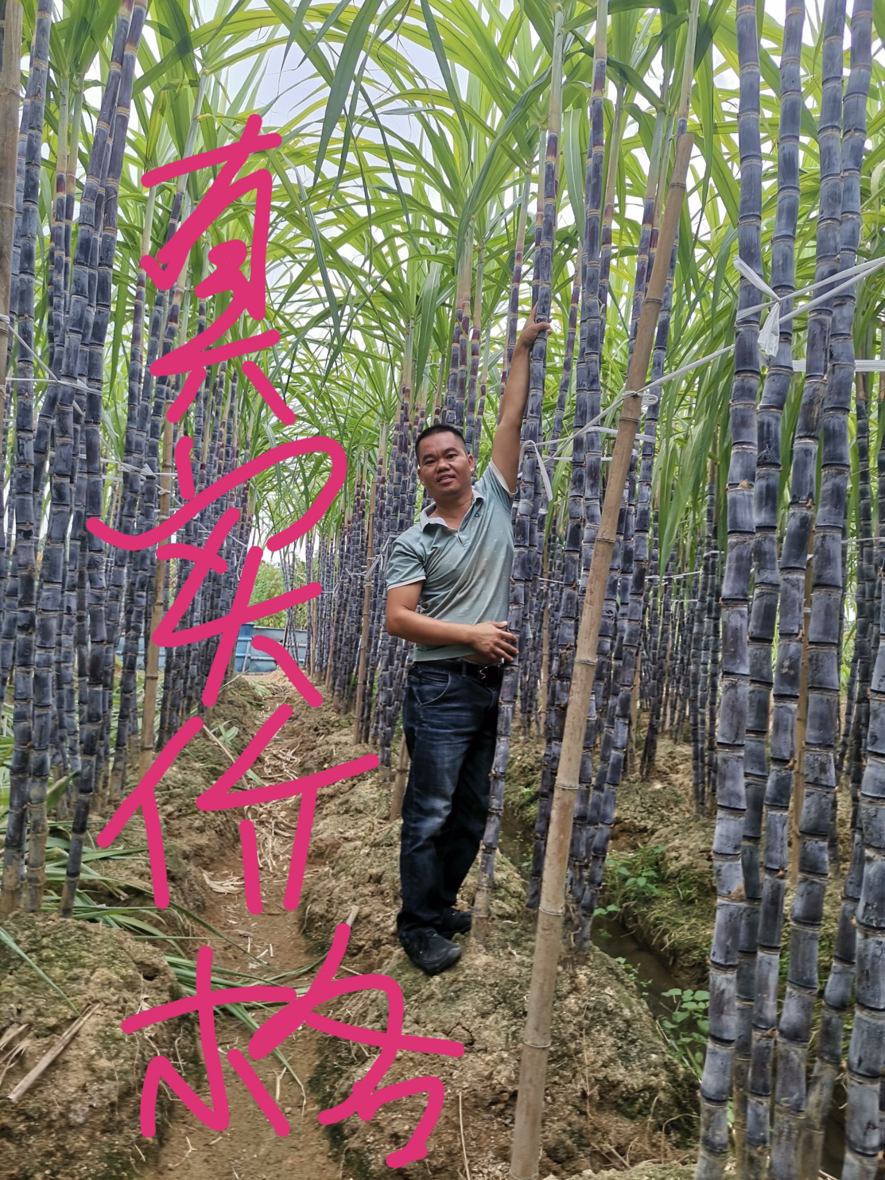 甘蔗：黑皮甘蔗：黄皮甘蔗