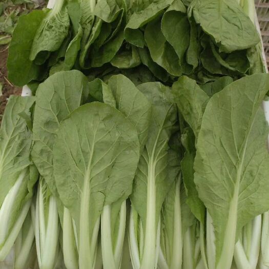 曹县小白菜快菜