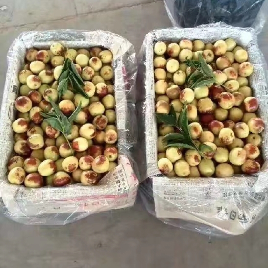 大荔县 大荔冬枣大量上市，有需要的请联系，本合作社期待你的合作！