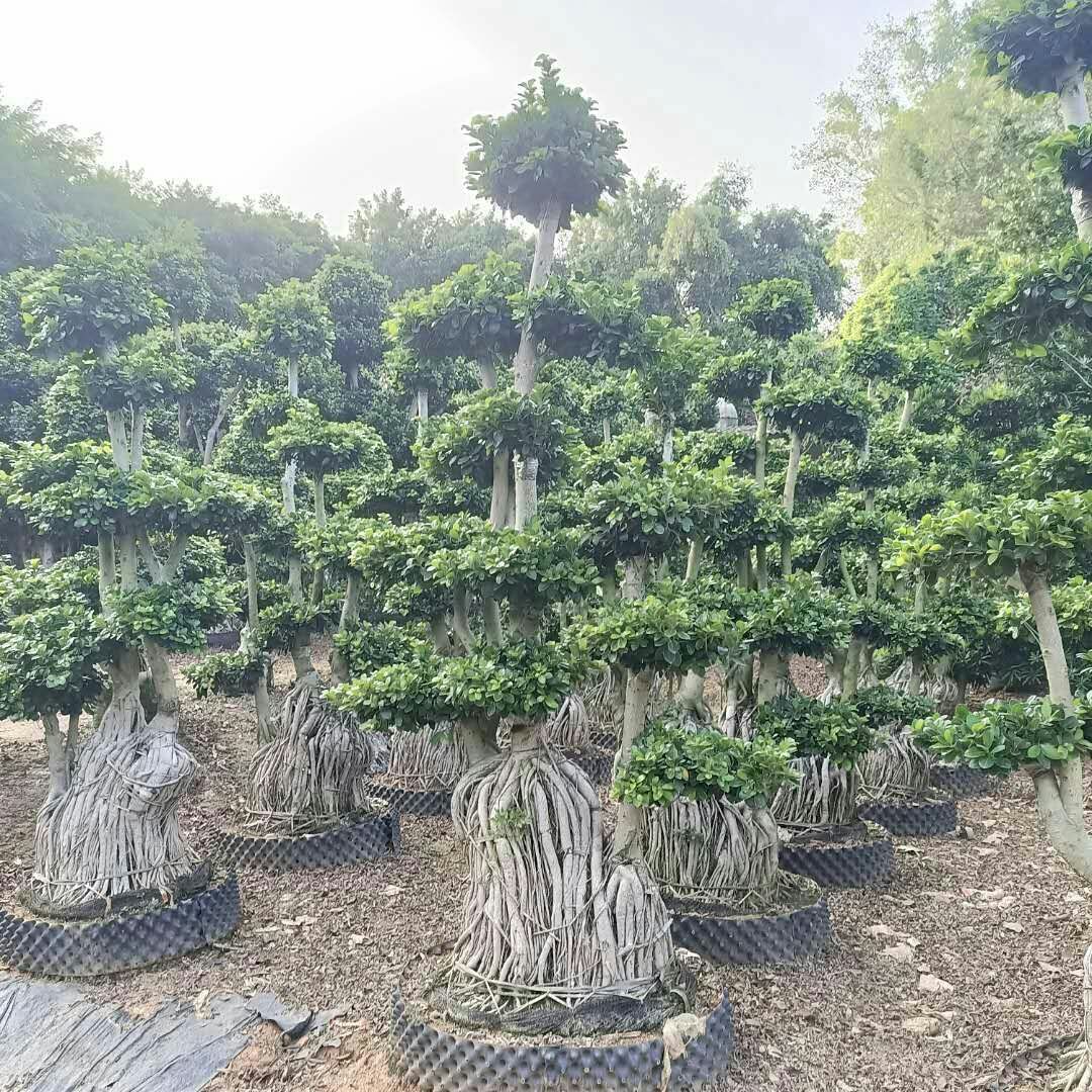  福建嫁接造型南安提根小叶榕树桩头，造型金钱榕树桩景