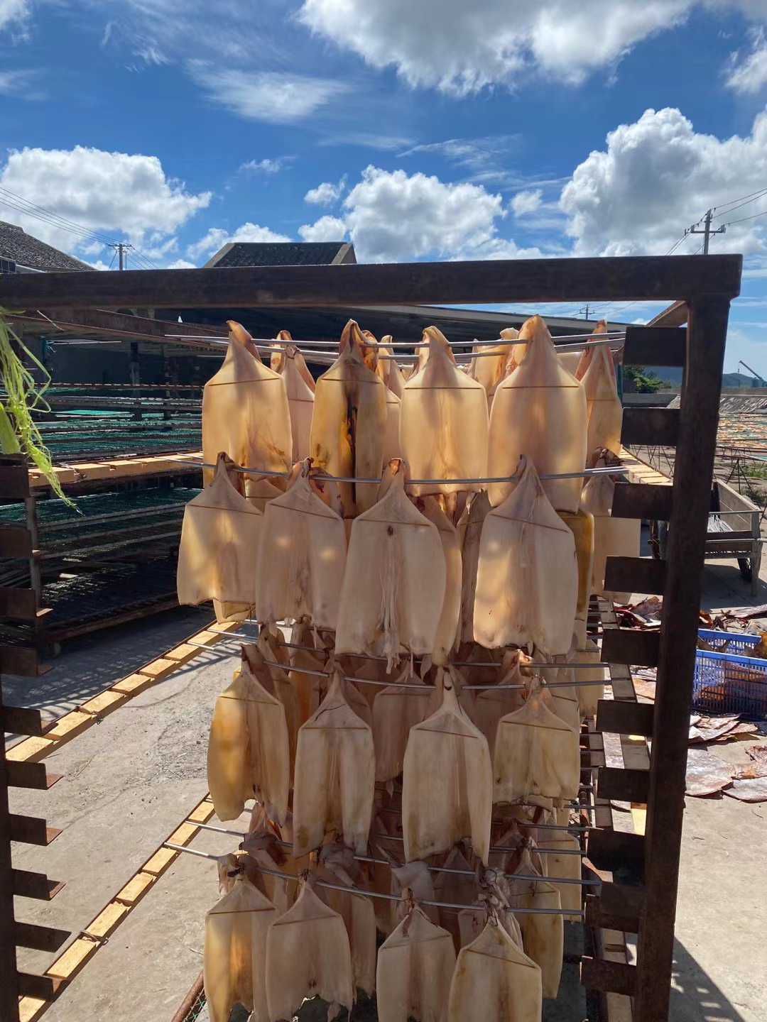 纯淡干鱿鱼干新货上市为了感谢新老客户支持，厂家直销价格便宜
