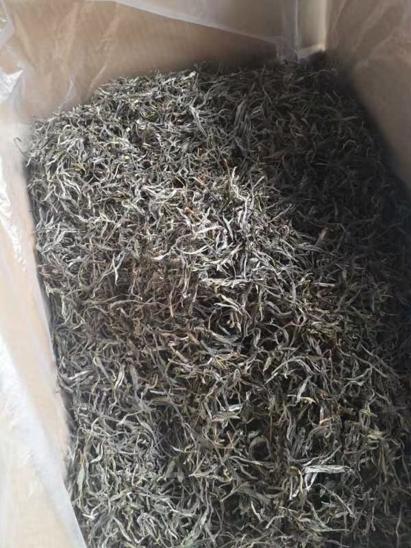 普洱  刮风寨大古树茶