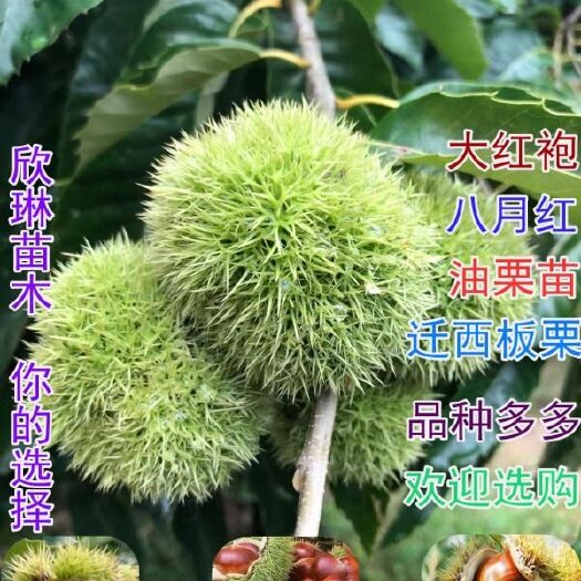 平邑县大红袍板栗苗 大红袍板栗嫁接苗当年挂果基地直销南北方适宜品种纯正