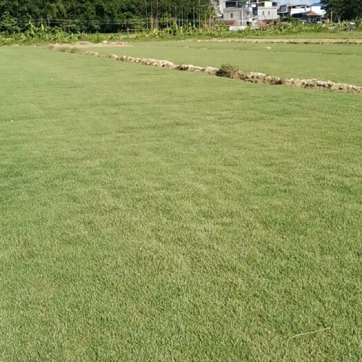 博罗县马尼拉草皮 基地直销 欢迎老板咨询