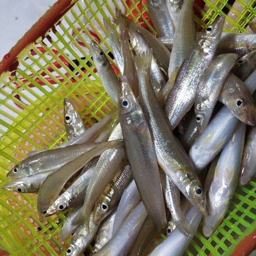 北海 北部湾深海下笼沙尖鱼，15条左右一斤，日日上鲜，质优价廉