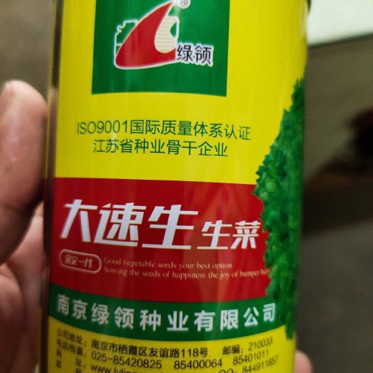 生菜种子 大速生生菜 1合/1分地