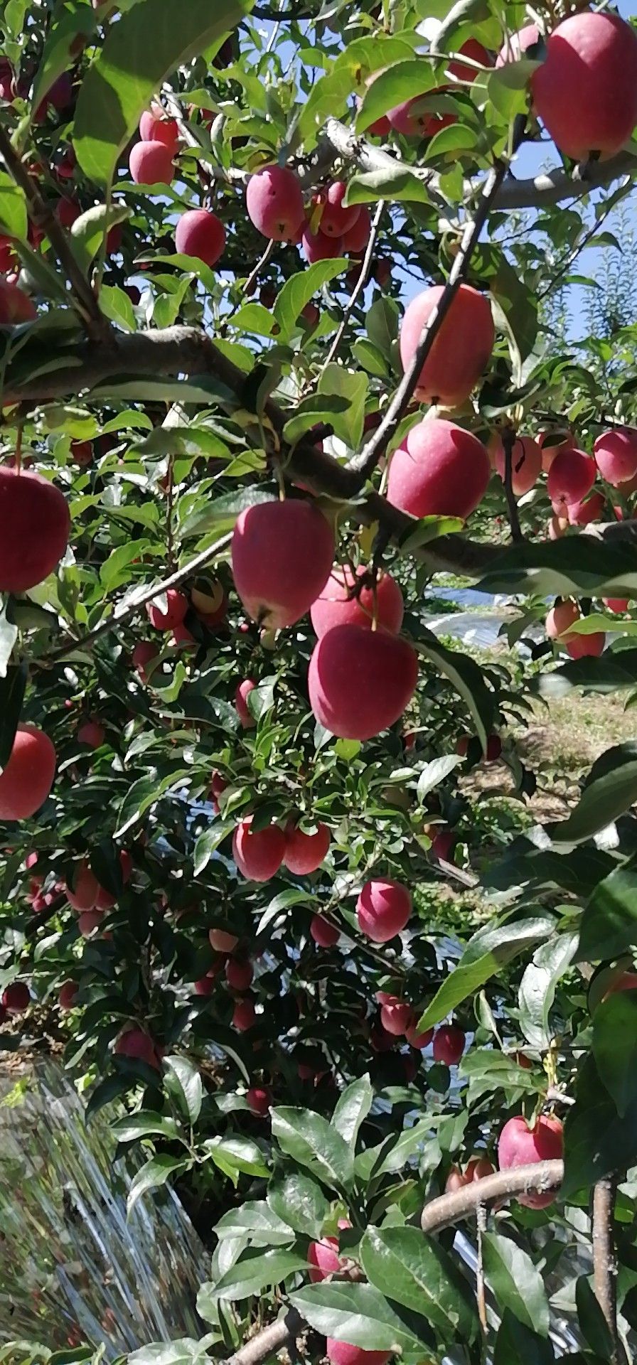 鸡心果苹果 鸡心果大量产地