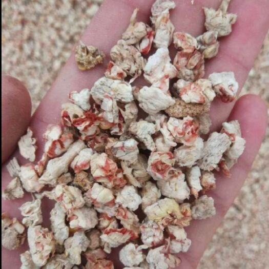 西华县优质玉米芯,使用菌渣，食用菌，垫料等，价格美丽，品质好。