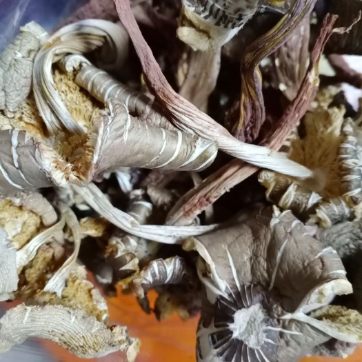 双柏县黑鸡枞菌，黑鸡枞菌干片