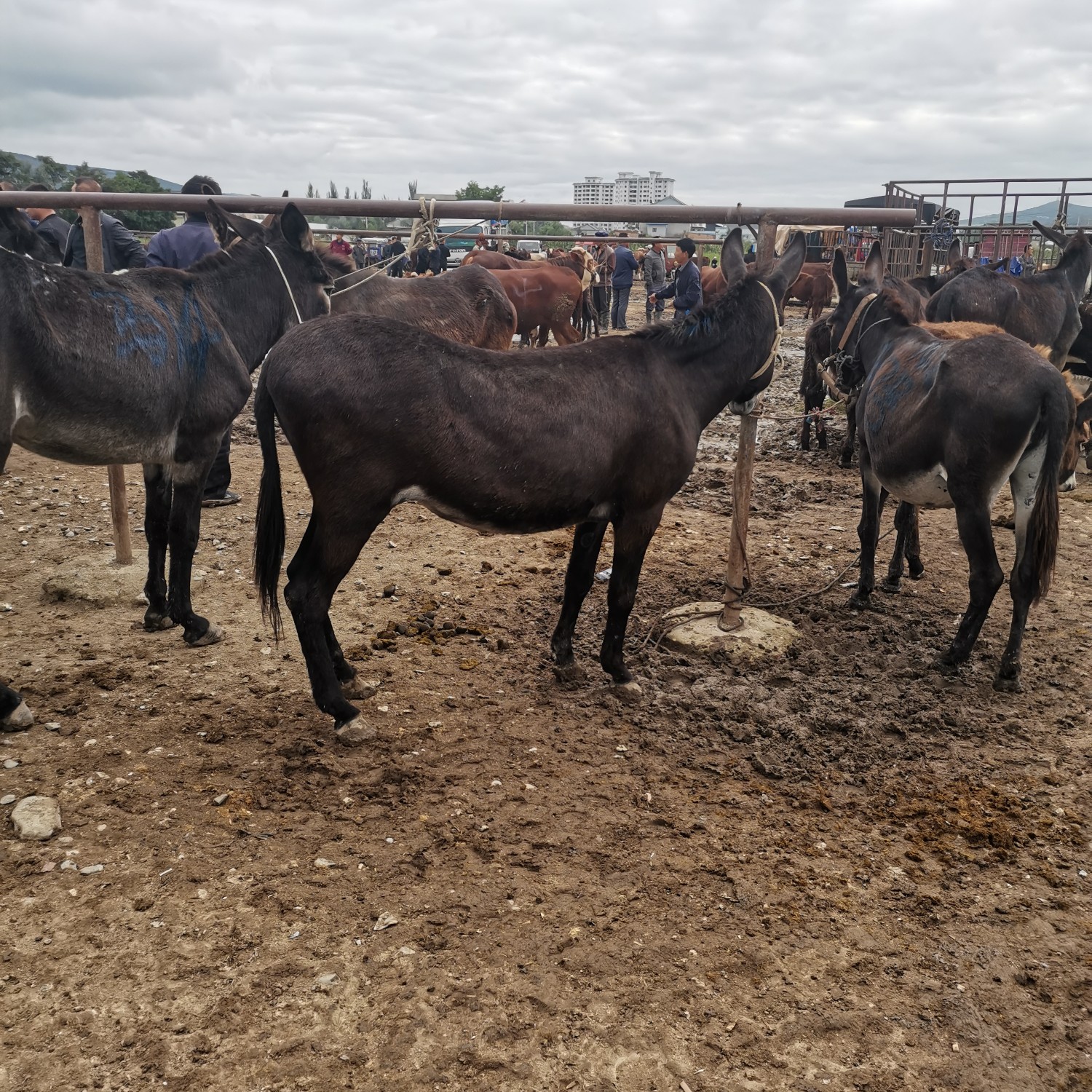 肉驴西北最大的市场代办驴马牛