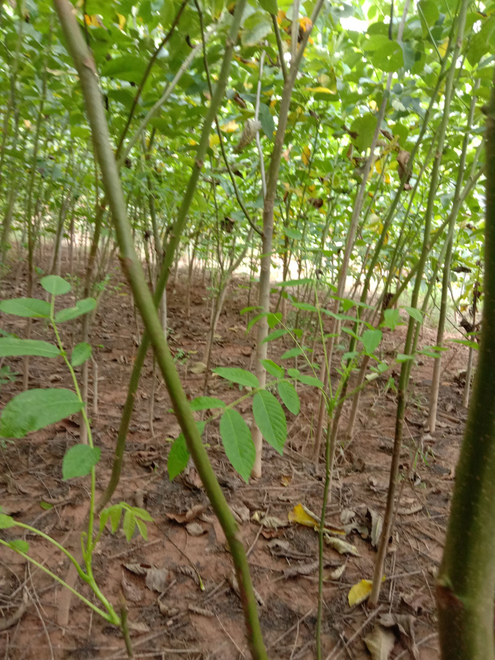 薄皮核桃苗 保成活率百90以上