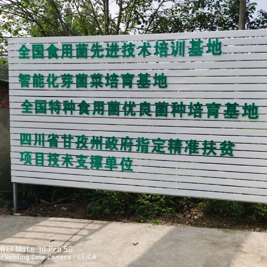 成都羊肚菌菌种 羊肚菌供种