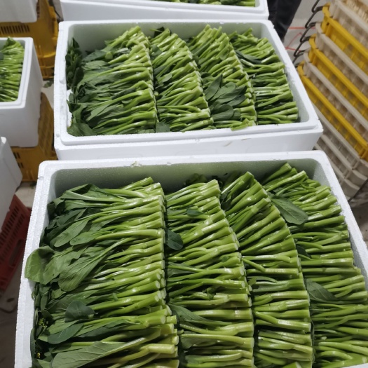中牟县广东菜心 精品菜心大量上市中 万亩菜苔基地