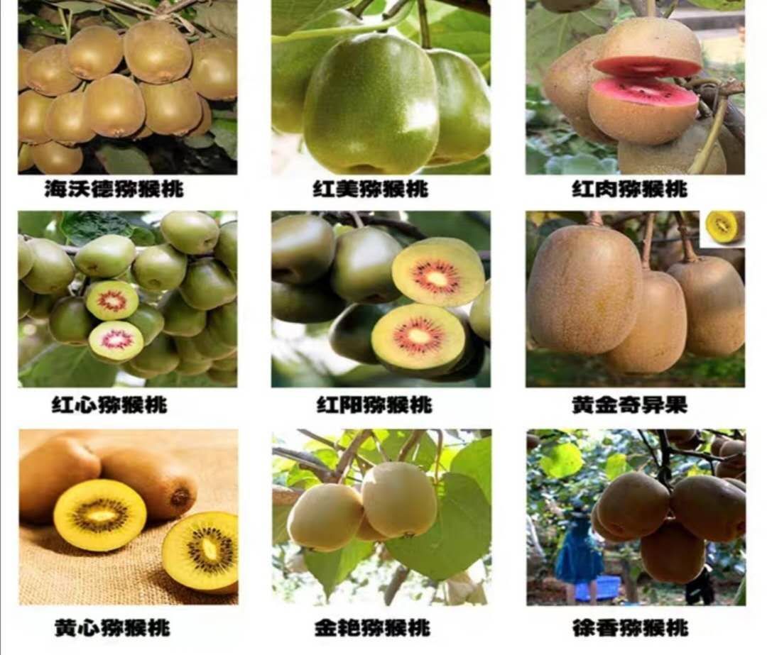 猕猴桃十大品种 排名图片