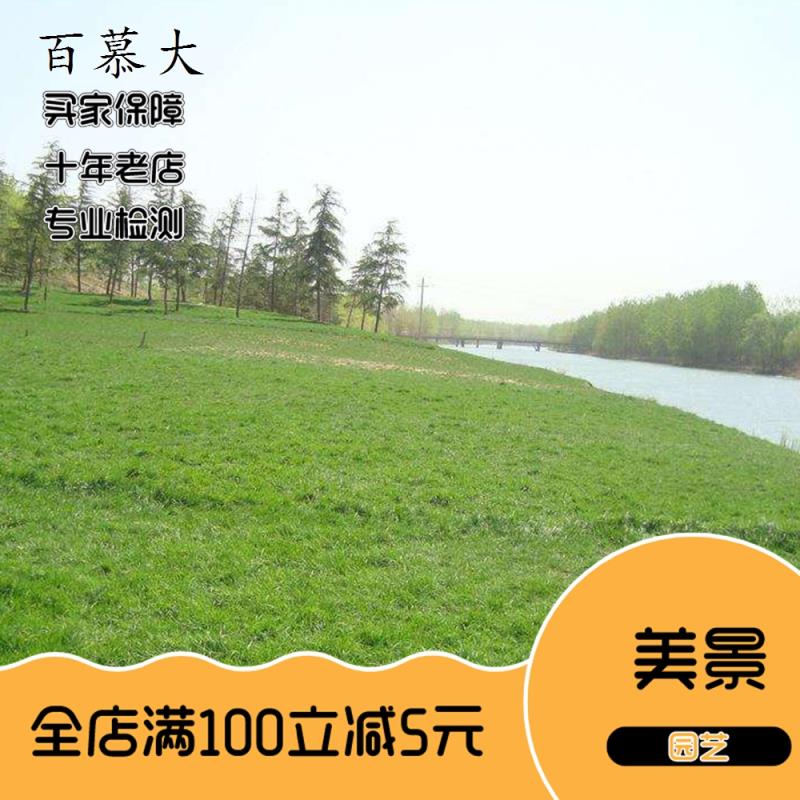 矮生狗牙根种子 矮生四季青草籽 耐旱耐践踏 狗牙根草坪种子