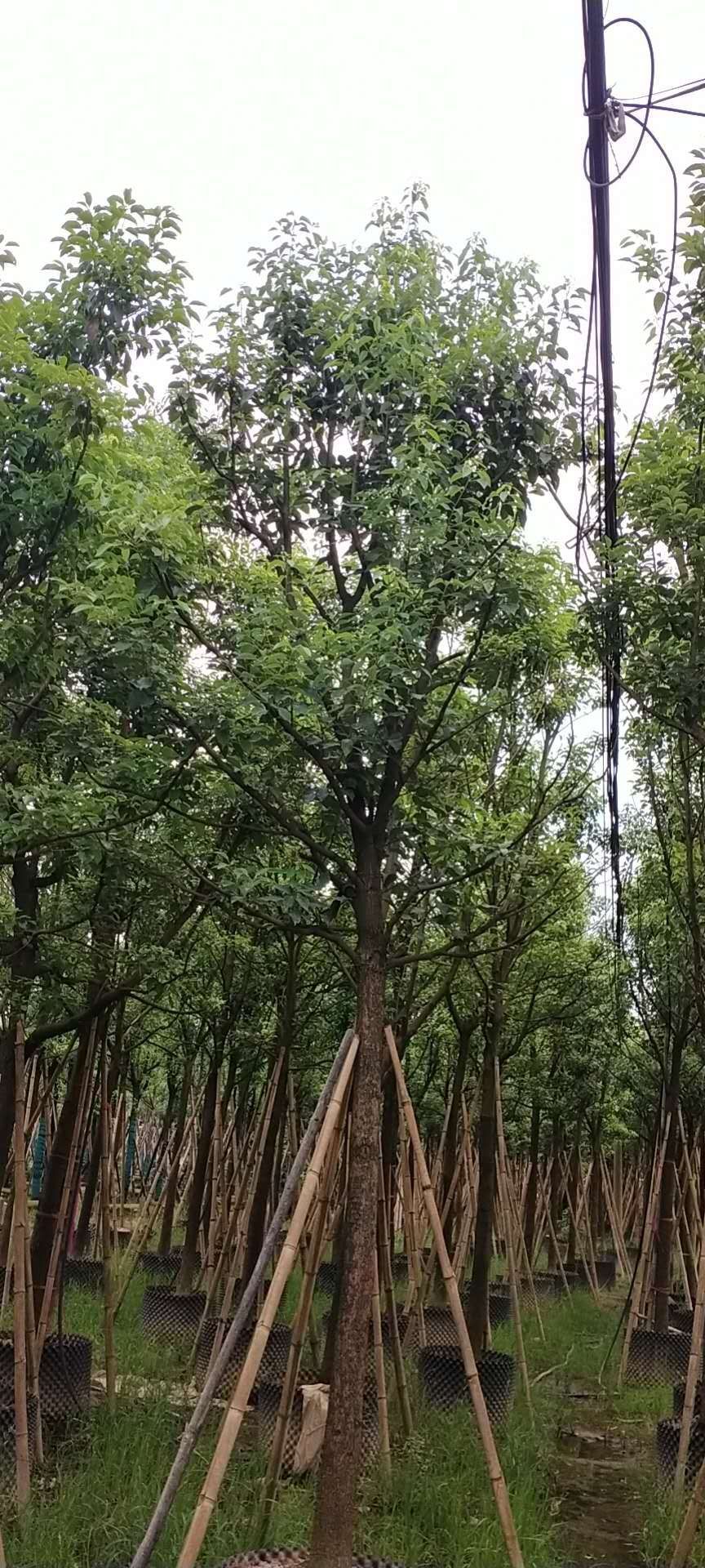  香樟.朴树，宫粉紫荆及各类苗木
