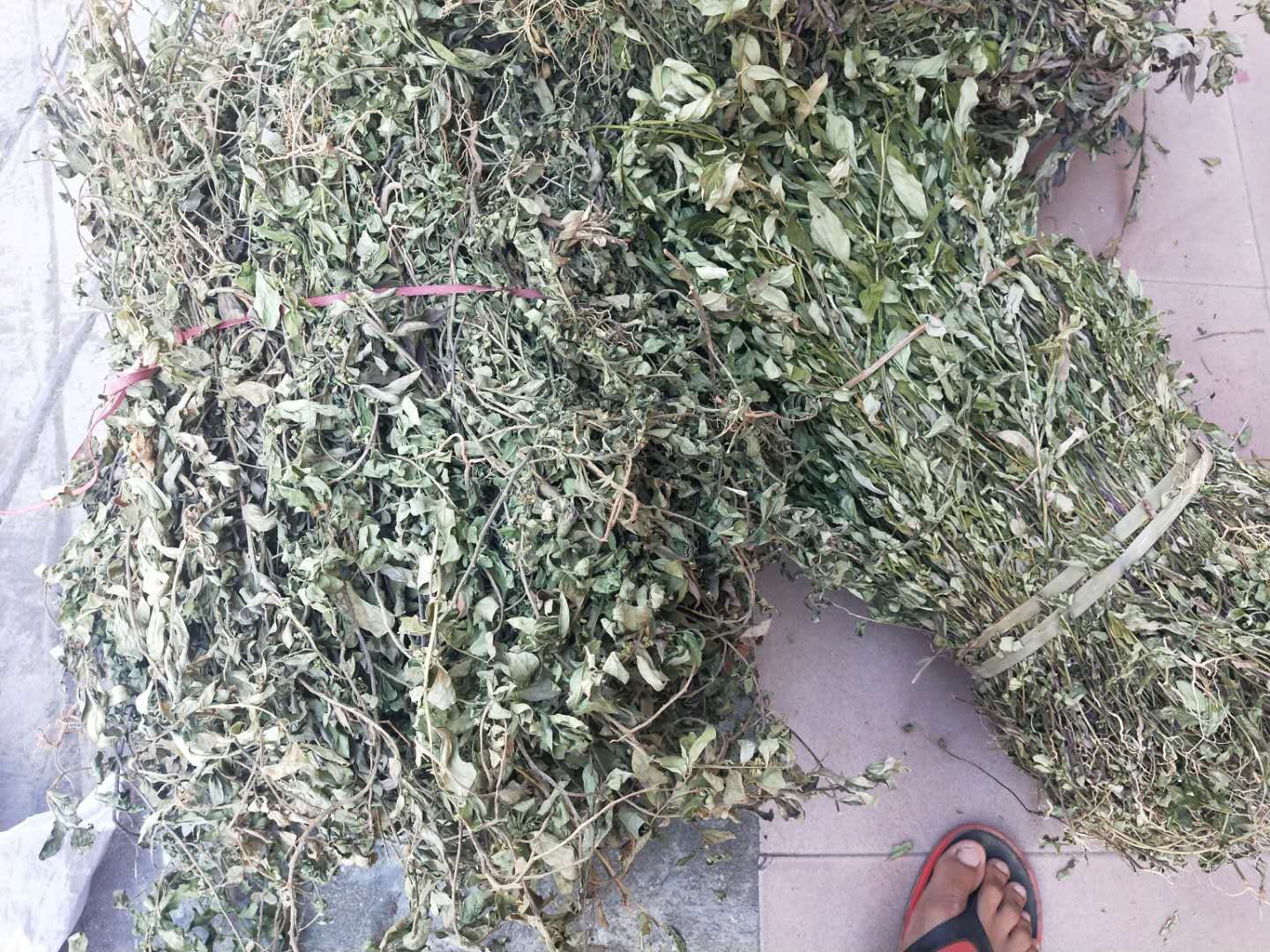 小金牛草  金牛草，紫背金牛，金不换，唐角鱼草