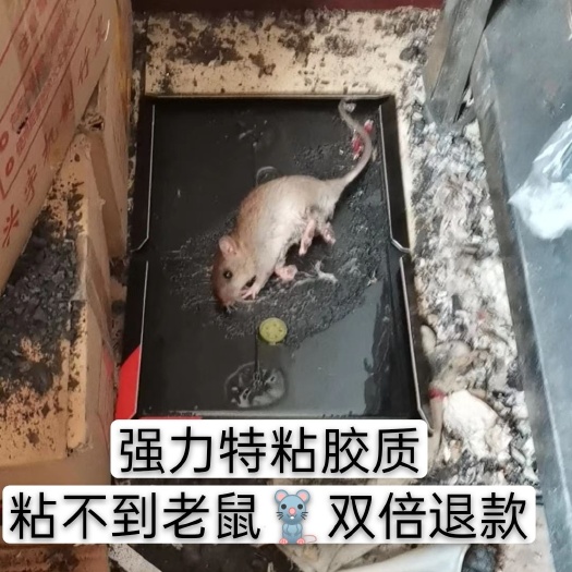 曹县老鼠夹  粘鼠板强力抓粘老鼠贴胶家用正品药夹灭捕鼠加大加厚一窝端