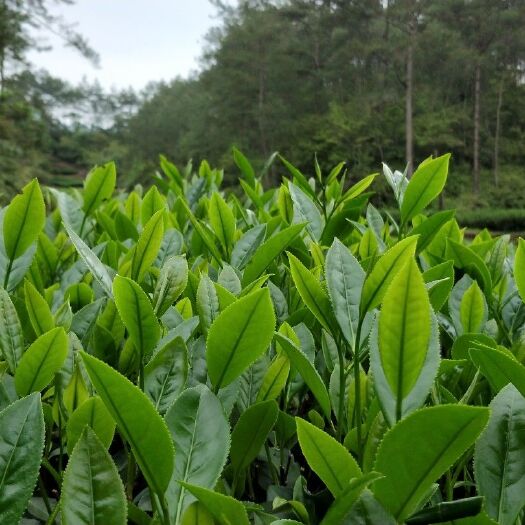 武夷山市武夷岩茶 恒温长期保存