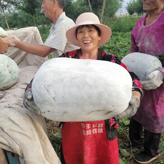 广平县 白皮海南冬瓜