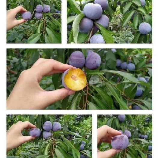 主要销售：青脆李，脆红李，庙安镇特产！口感好，脆，甜。