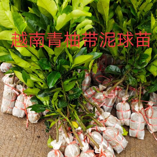 容县泰国青柚苗  新品种，越南青柚，口感好，成熟早