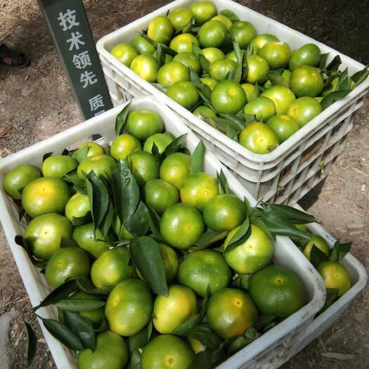 资阳青柑 特早蜜橘成熟上市