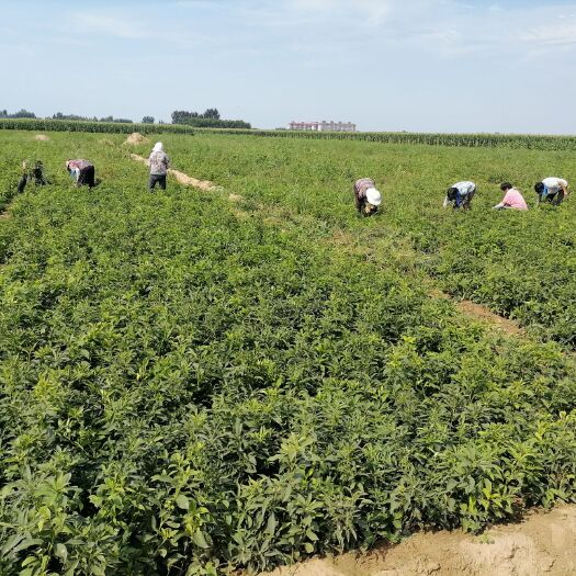 安国市白术苗 白术秧苗，白术种子，白术种苗