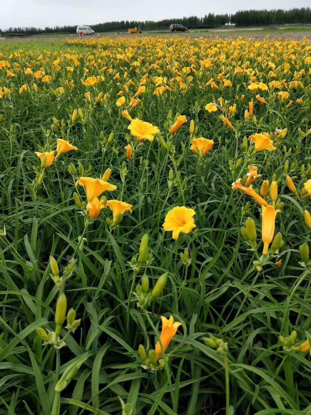  宿根花卉 金娃娃萱草 开原市智豪苗圃