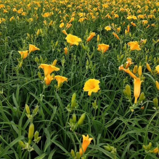 开原市 宿根花卉 金娃娃萱草 开原市智豪苗圃