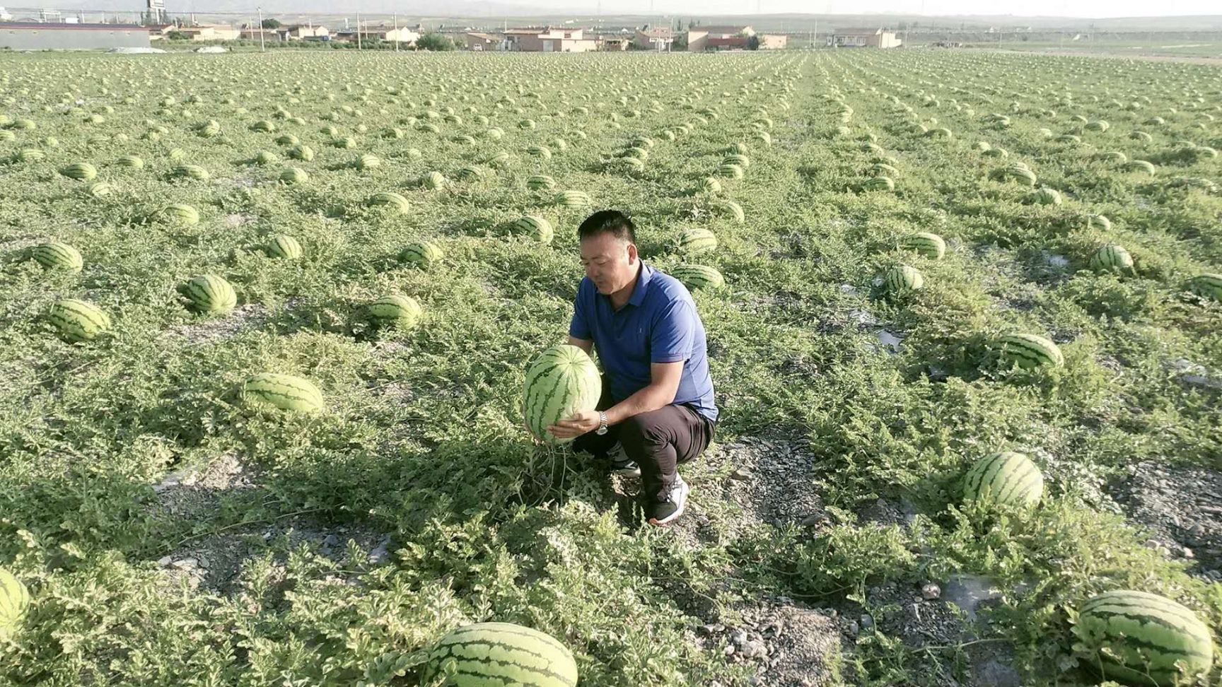 硒砂瓜 有籽 红色