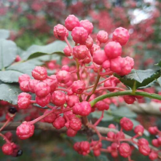 秦安县红花椒 特级 干花椒