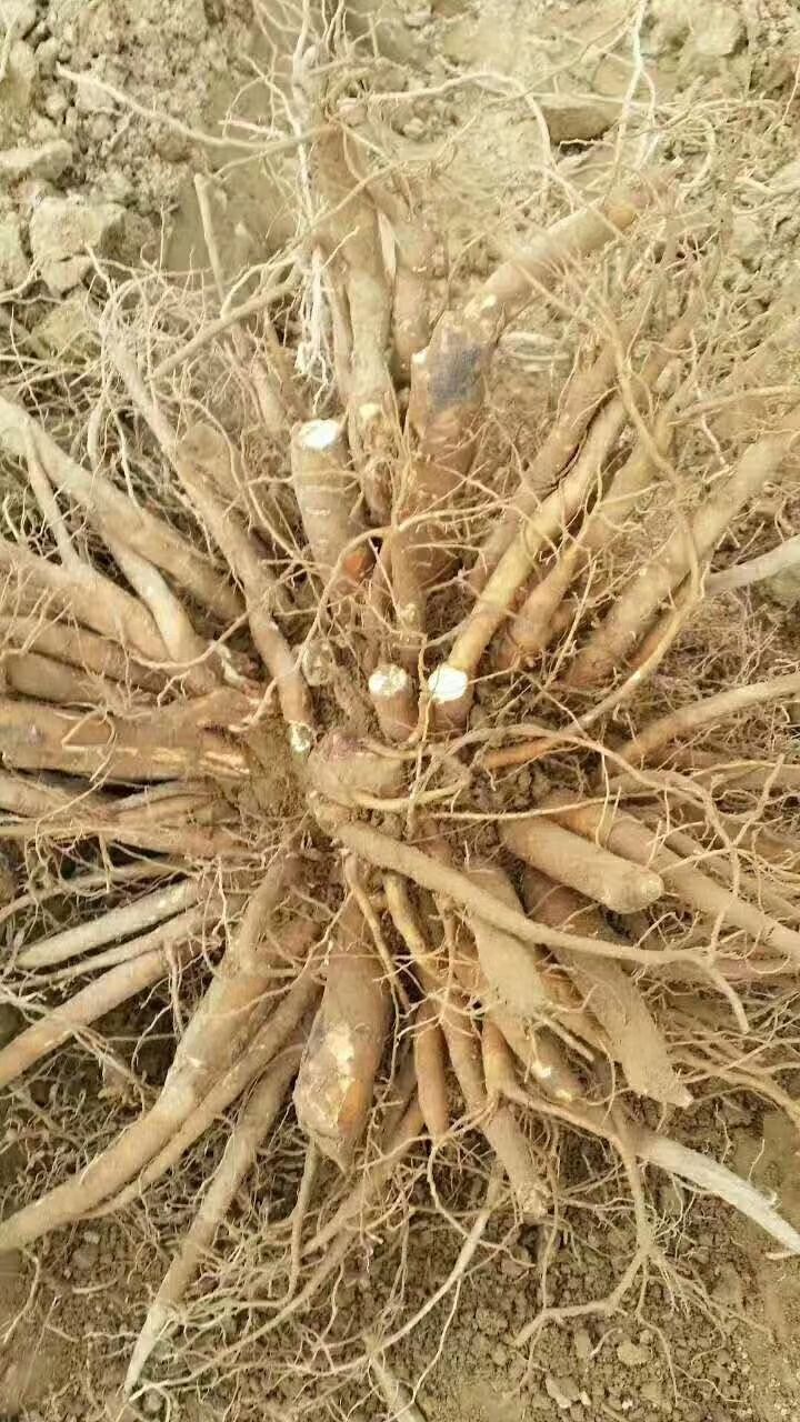 芍药种子  中药材赤芍种子赤芍籽室内加工保证发芽率基地一手货