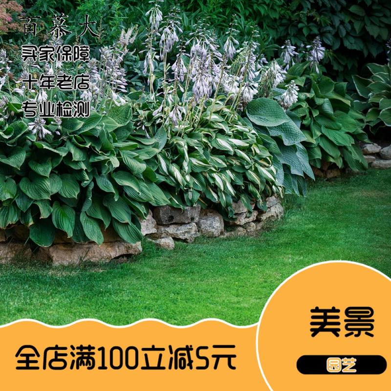 矮生狗牙根种子 矮生四季青草籽 耐旱耐践踏 狗牙根草坪种子