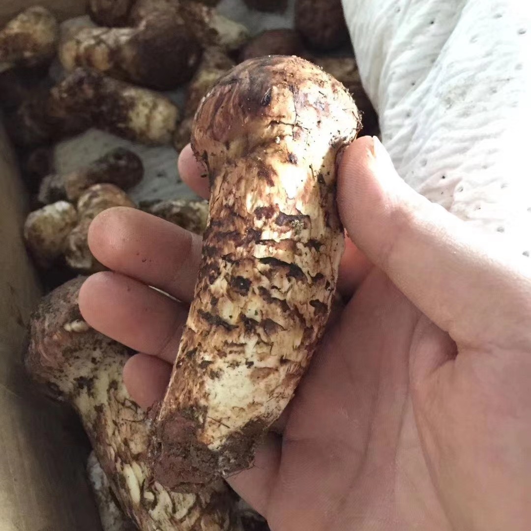 鲜松茸  品农鲜货 现货云南特产新鲜姬松茸出口级松茸