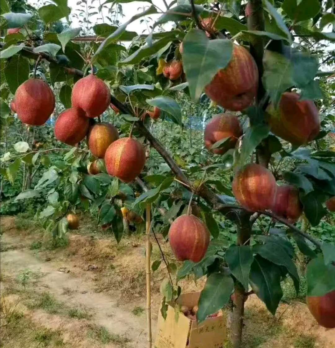 早酥紅梨苗 早酥紅梨樹苗 梨樹苗 山東種苗 基地直銷 死苗免費補發