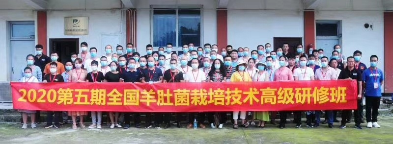 成都羊肚菌菌种 农源祥羊肚菌、桑黄、芽苗菜种植