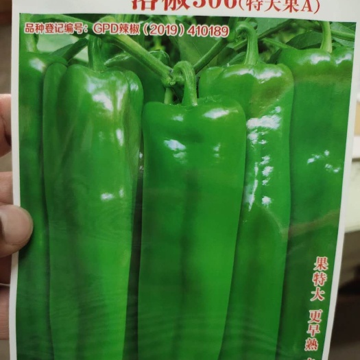 扶沟县牛角椒种子  辣椒种子 洛椒306大果 杂交种子 早熟丰