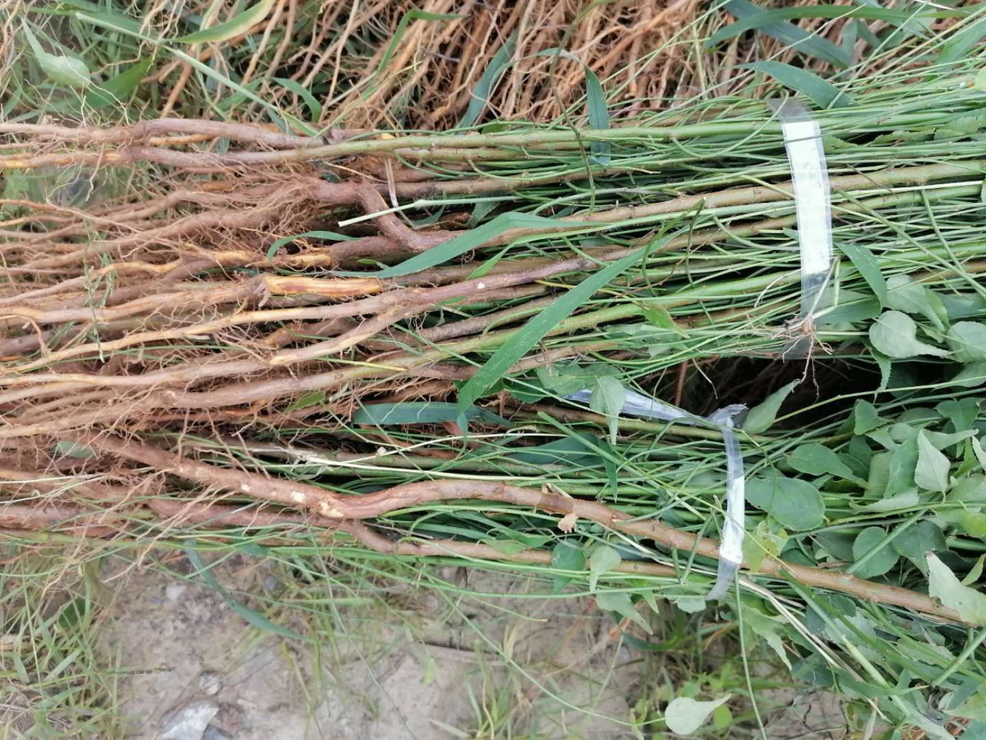 青竹梅树苗 青梅苗，实生青梅苗，根系成活高