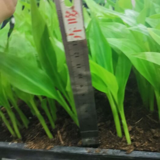 广州 旅人蕉播种苗 喜阳开花植物 花海工程 园林盆栽
