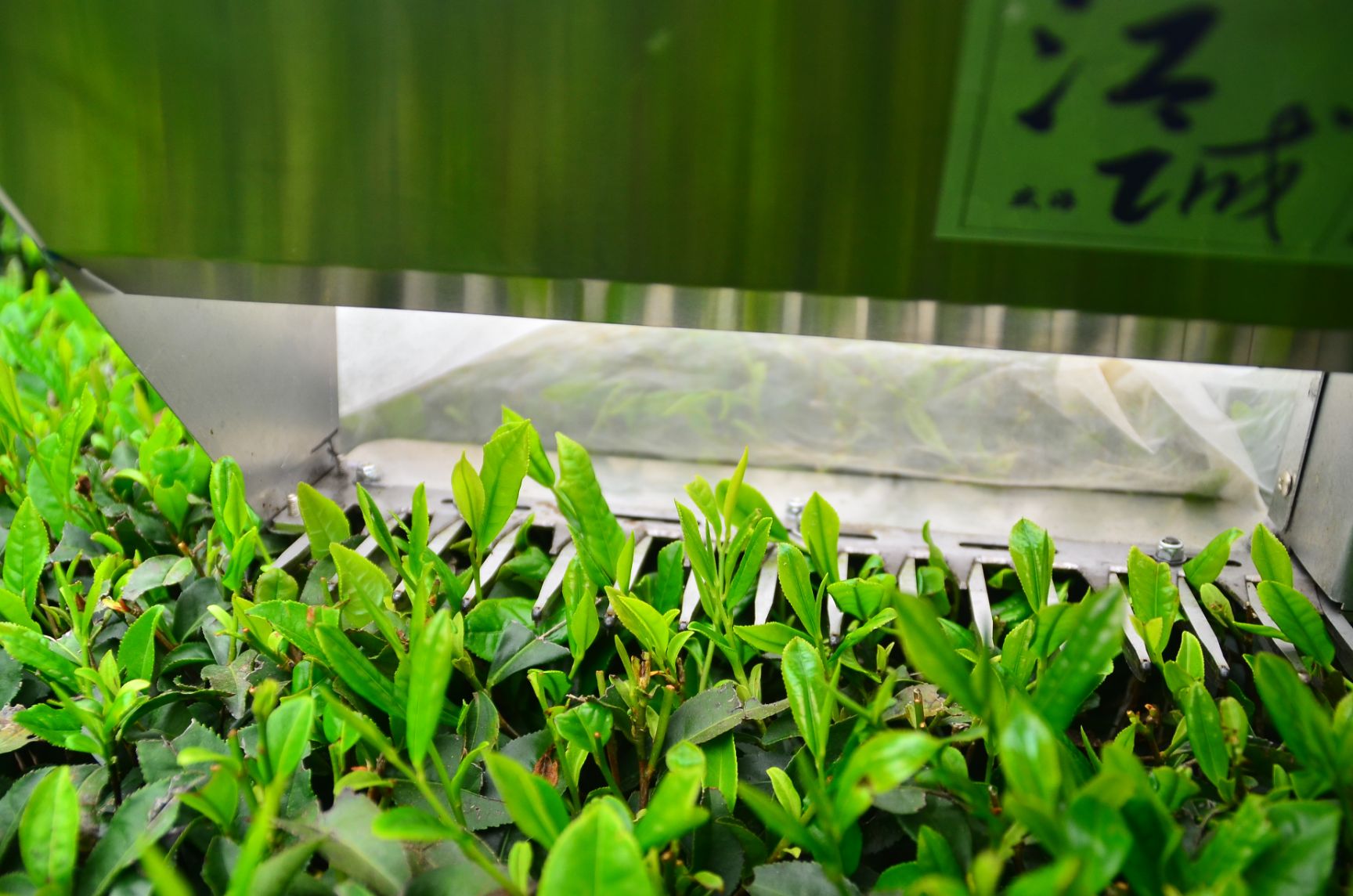 款江诚盛海采茶机 剪茶机分离老叶和单片