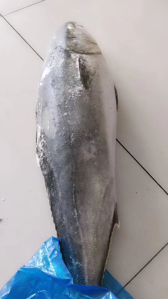 黄金鲅  鱼，气冻，自加工，大量有货，一首货源