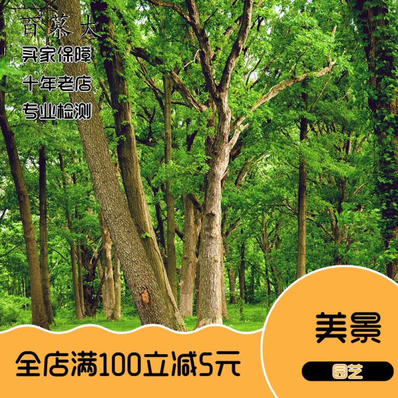 矮生狗牙根种子 矮生四季青草籽 耐旱耐践踏 狗牙根草坪种子