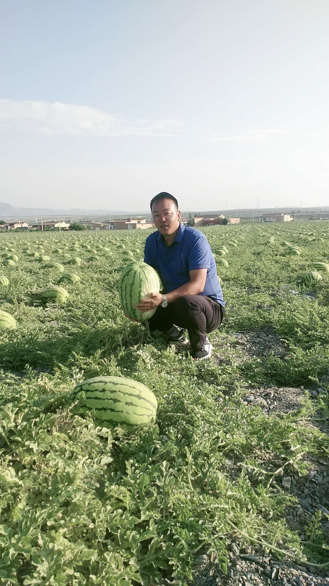 硒砂瓜 有籽 红色