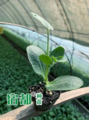 宿州美都嫁接西瓜苗，美都西瓜苗，美都西瓜嫁接苗【宿都种苗】