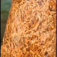 灯塔市【带头卷草中粗条】 【李大人村】产地批发东北土特产虫草花干货