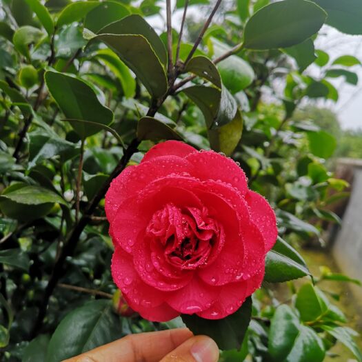 咸宁茶花苗盆栽山茶花 大红花茶花 红露珍批发包邮