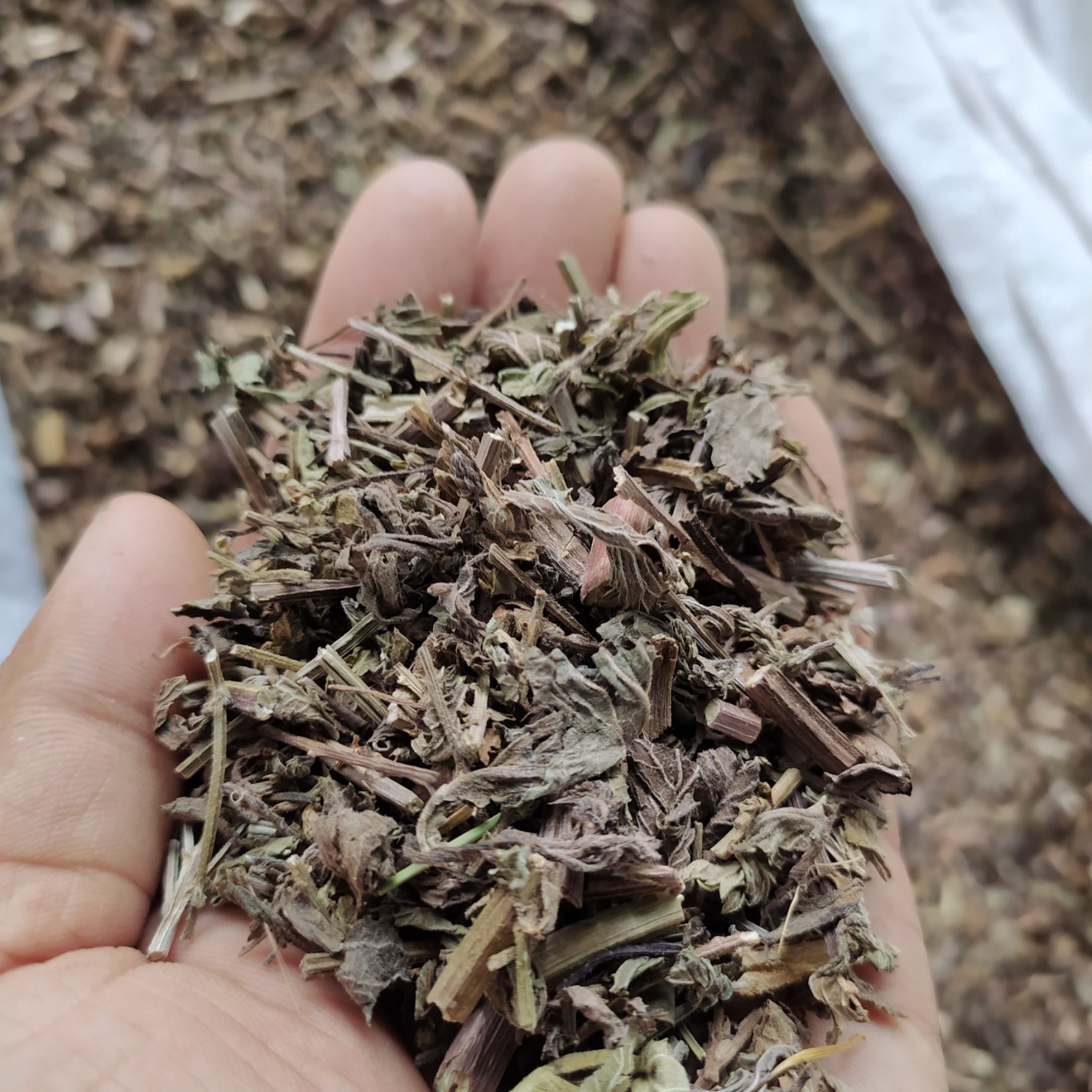 马鞭草