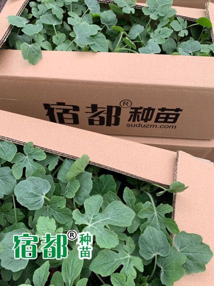  【宿都种苗】西瓜苗，嫁接西瓜苗，8424西瓜苗，