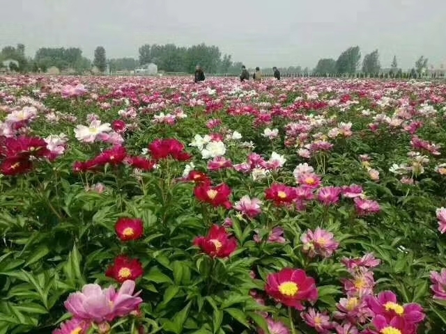 菏泽白芍种苗  分株苗，精品白芍赤芍分株苗，基地直销，保证质量，
